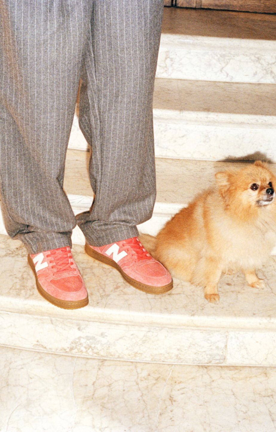 Person in pinstripe trousers and new balance T500 sneakers standing beside a small reddish-brown fluffy dog on marble steps.